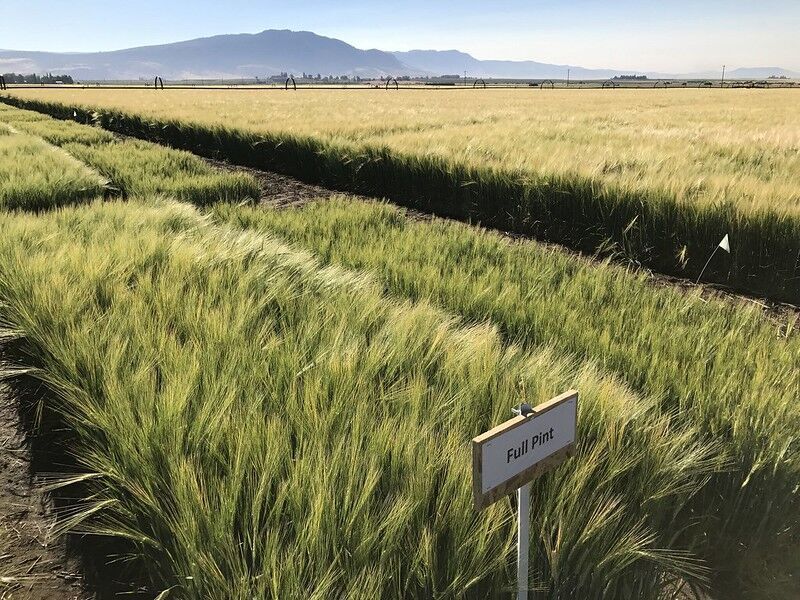 Like wine, environmental conditions impact flavor of whiskey, study finds