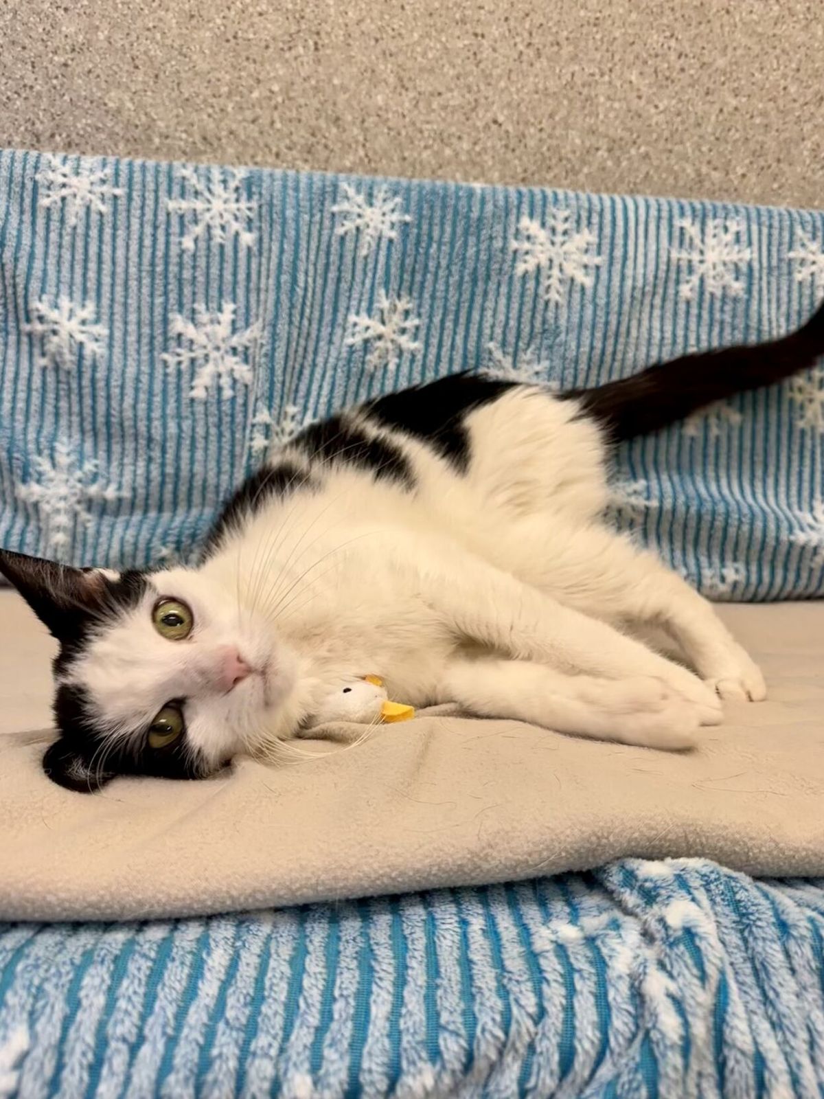 Holiday Safety Tips for Pets