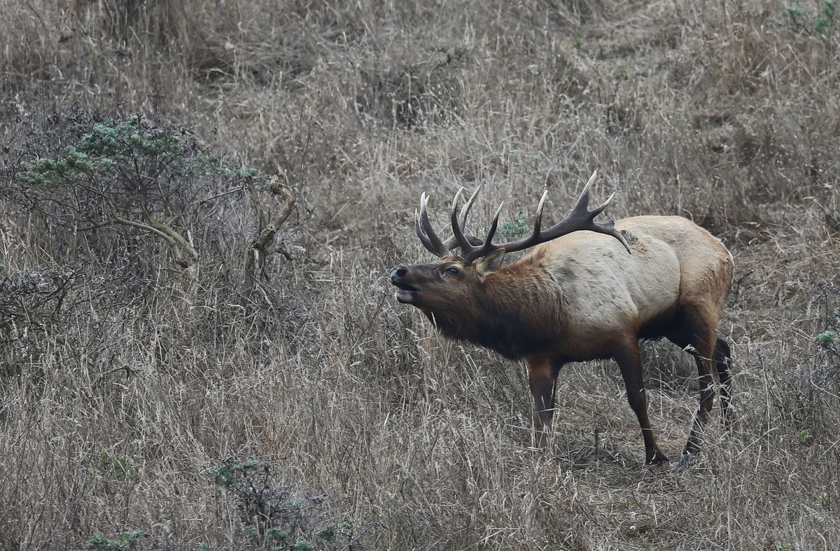 Elk Hoof Disease Detected in Del Norte County Herd
