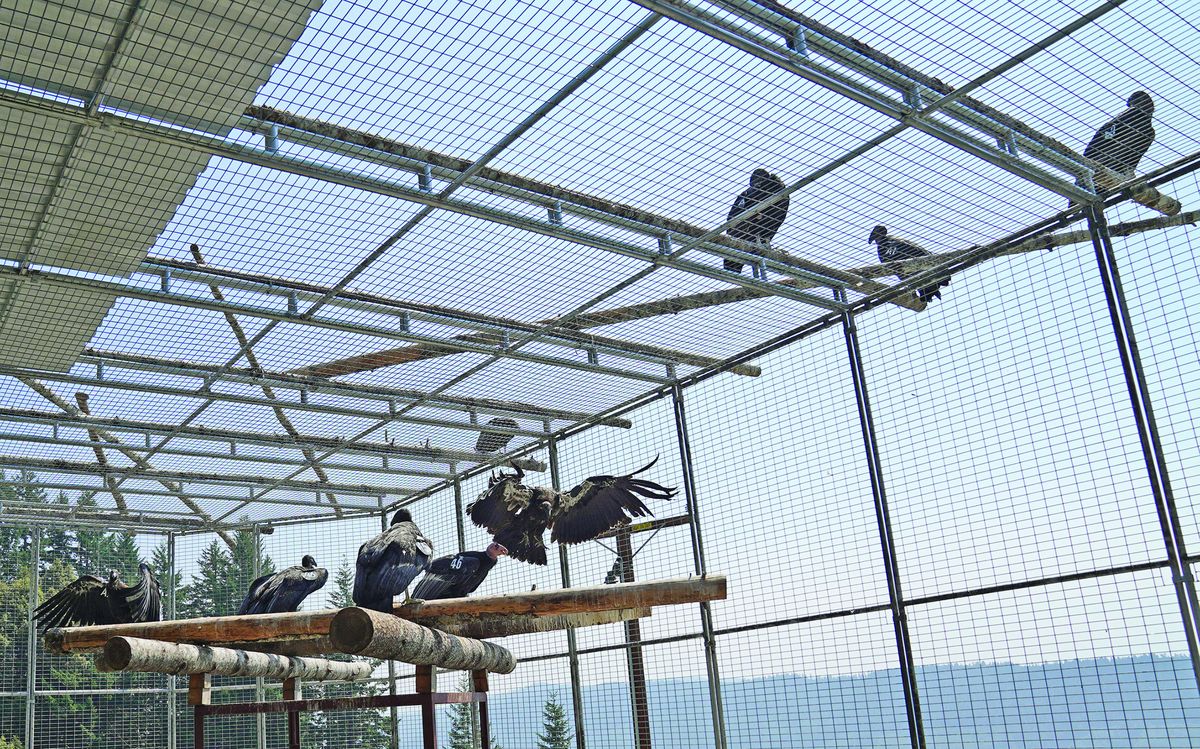 Two more condors released into Yurok territory