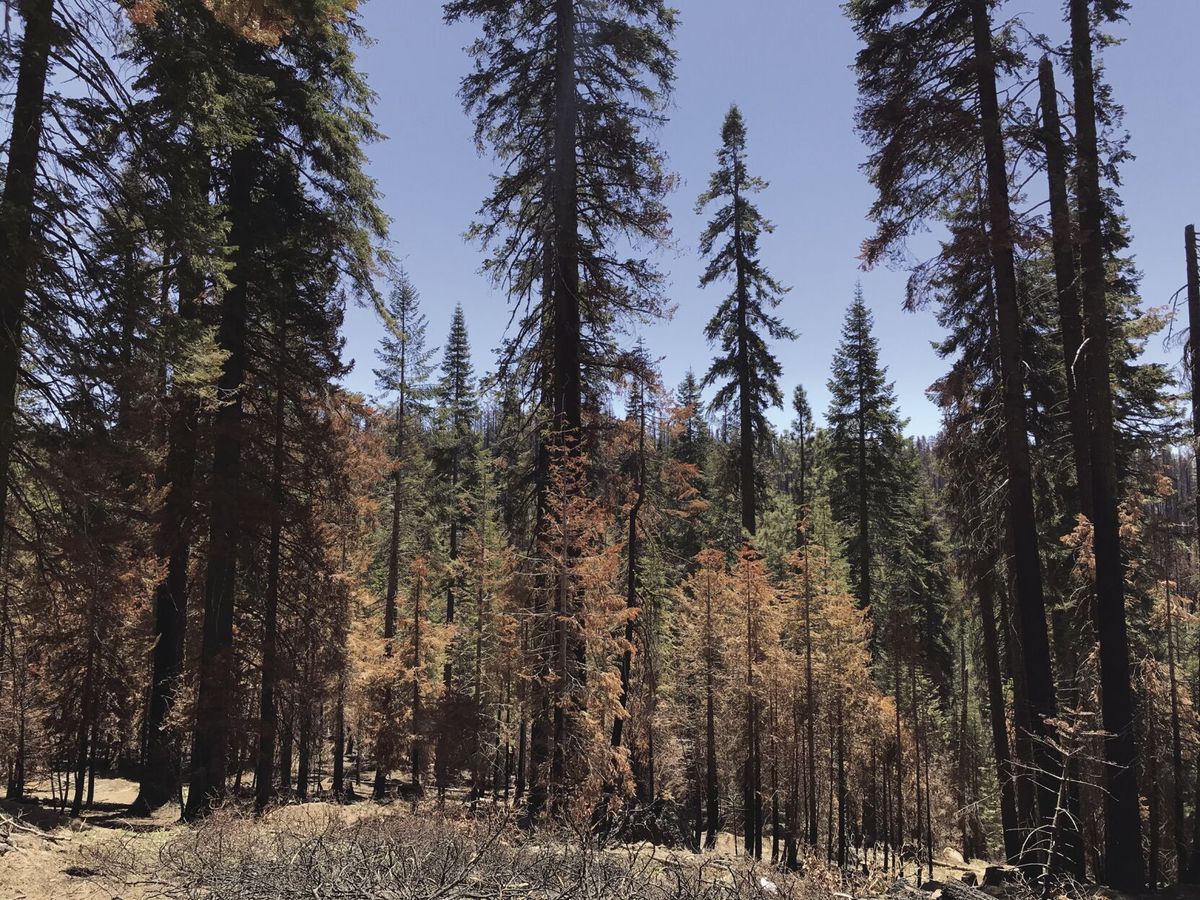 Huge forest fires don’t cause living trees to release much carbon, OSU research shows