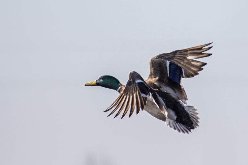 Artists Sought to Enter Annual Duck Stamp Contest
