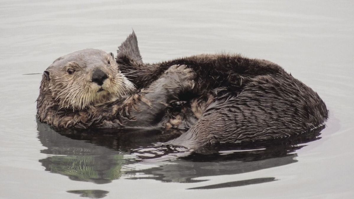 Elakha Alliance praises new sea otter report