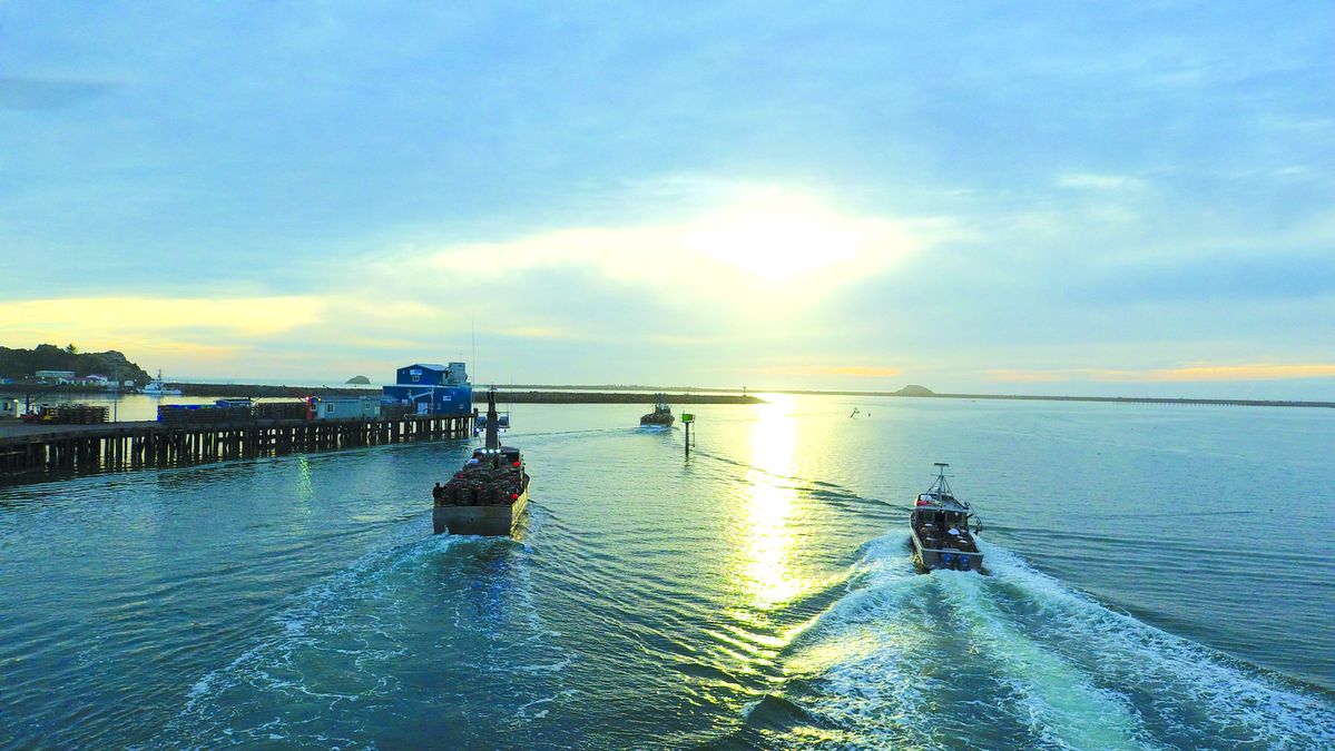 Dungeness crabbing season opens (with video)