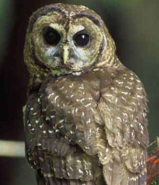 Northern Spotted Owl: USFWS revising critical habitat