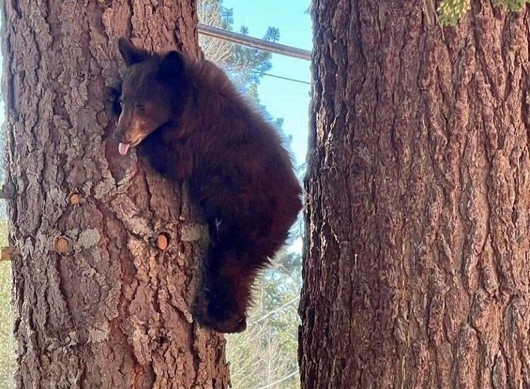 Spring Is an active time for Tahoe bear cubs and yearlings