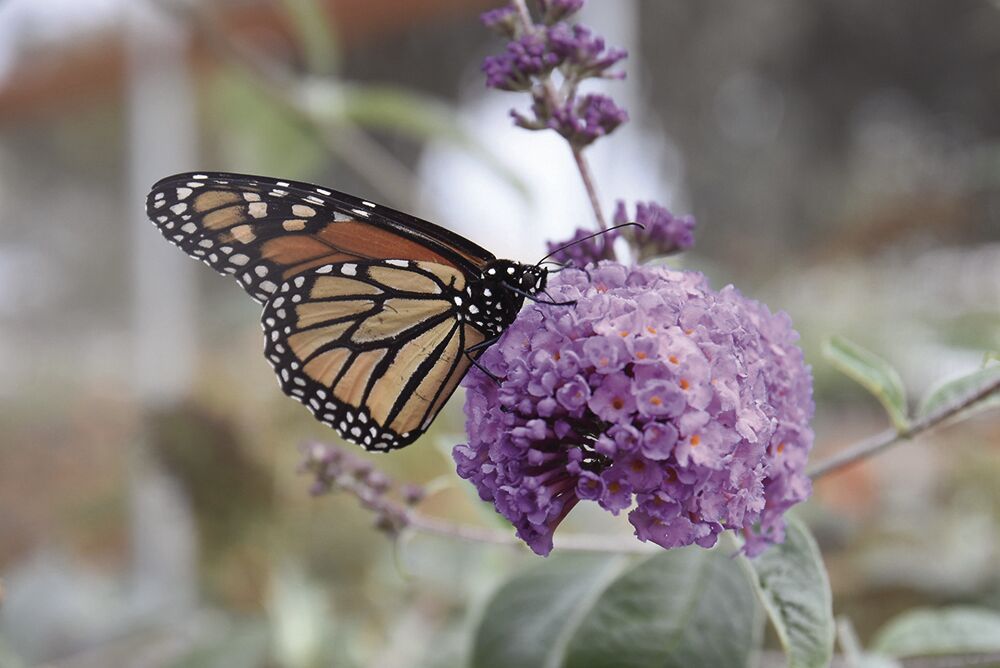 Congress Introduces Bill to Save Western Monarch Butterflies