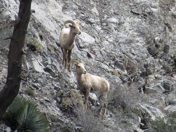 Volunteers Needed for Bighorn Sheep Survey