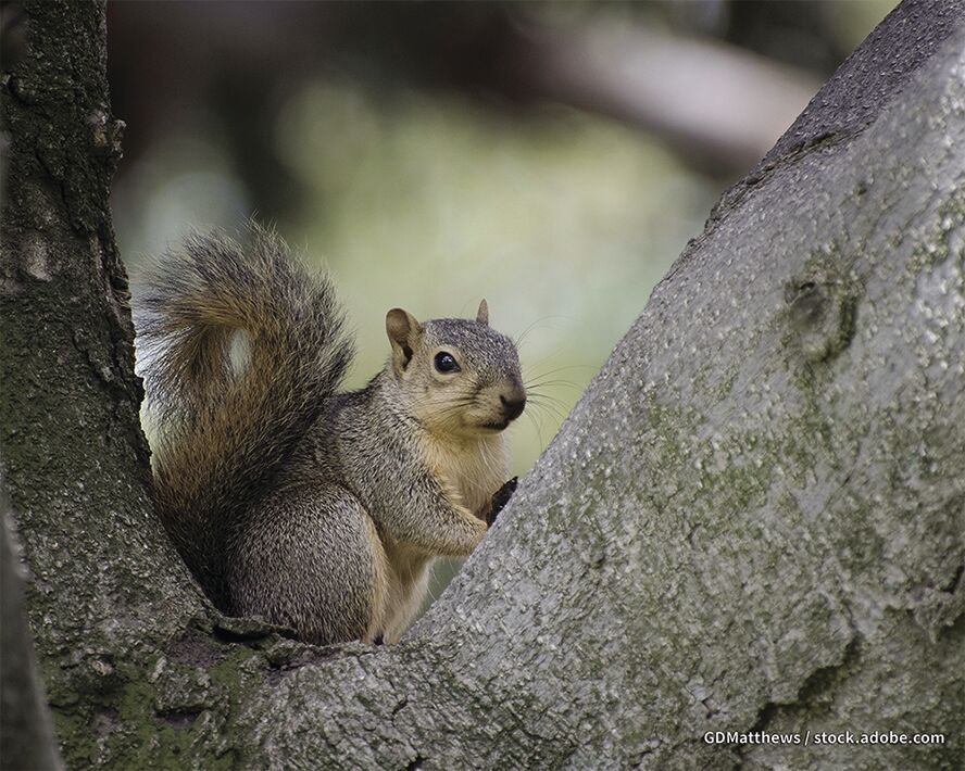 General tree squirrel season to open September 10