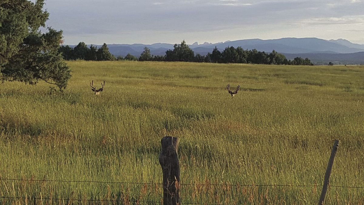 Writers on the Range: What really affects hunting in the West