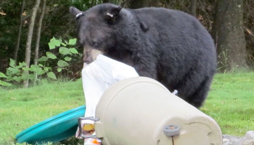 Black bear put down to protect human safety