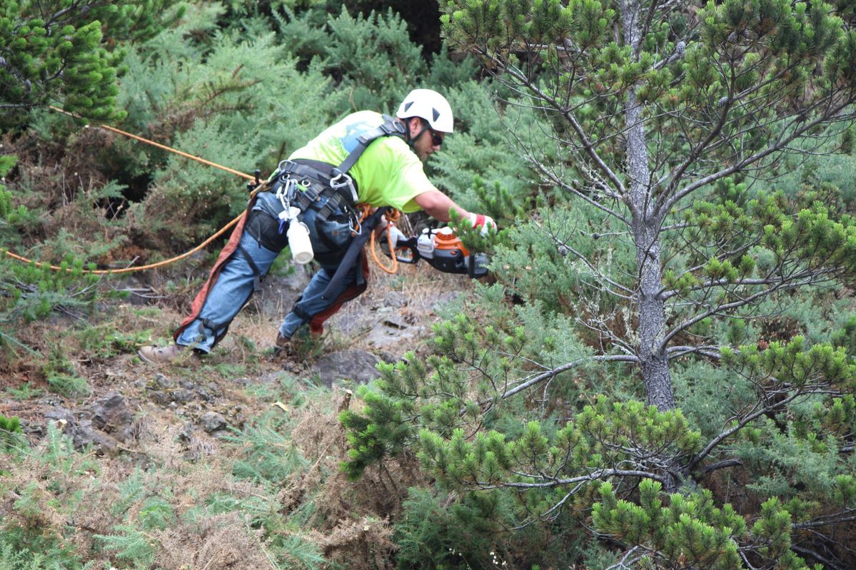 Cliff rappelling to get at pesky gorse
