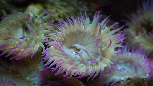 OSU’s Hatfield Center to host virtual Marine Science Day April 9