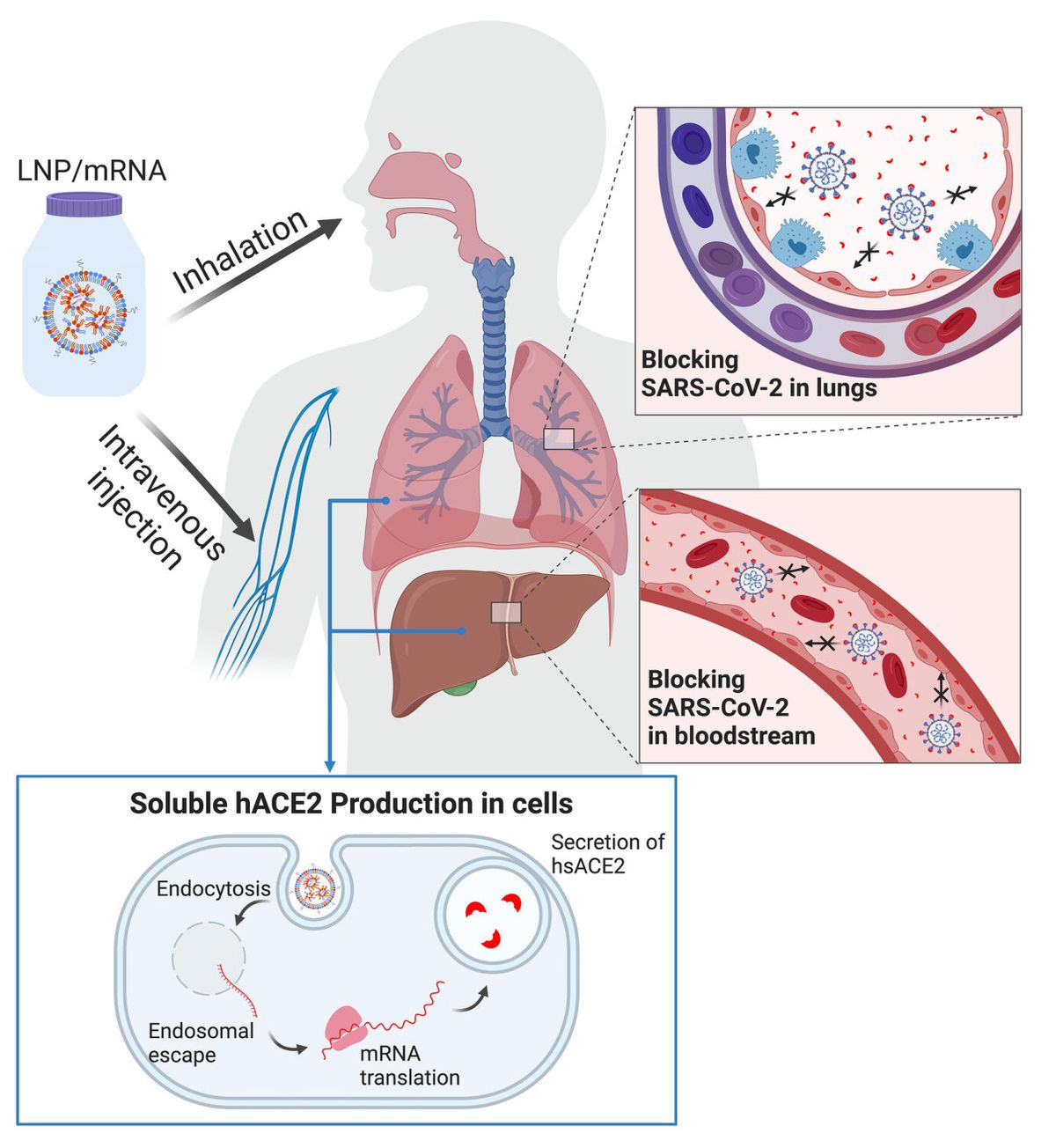 Nanotechnology, messenger RNA combined in possible new ‘universal’ COVID-19 treatment