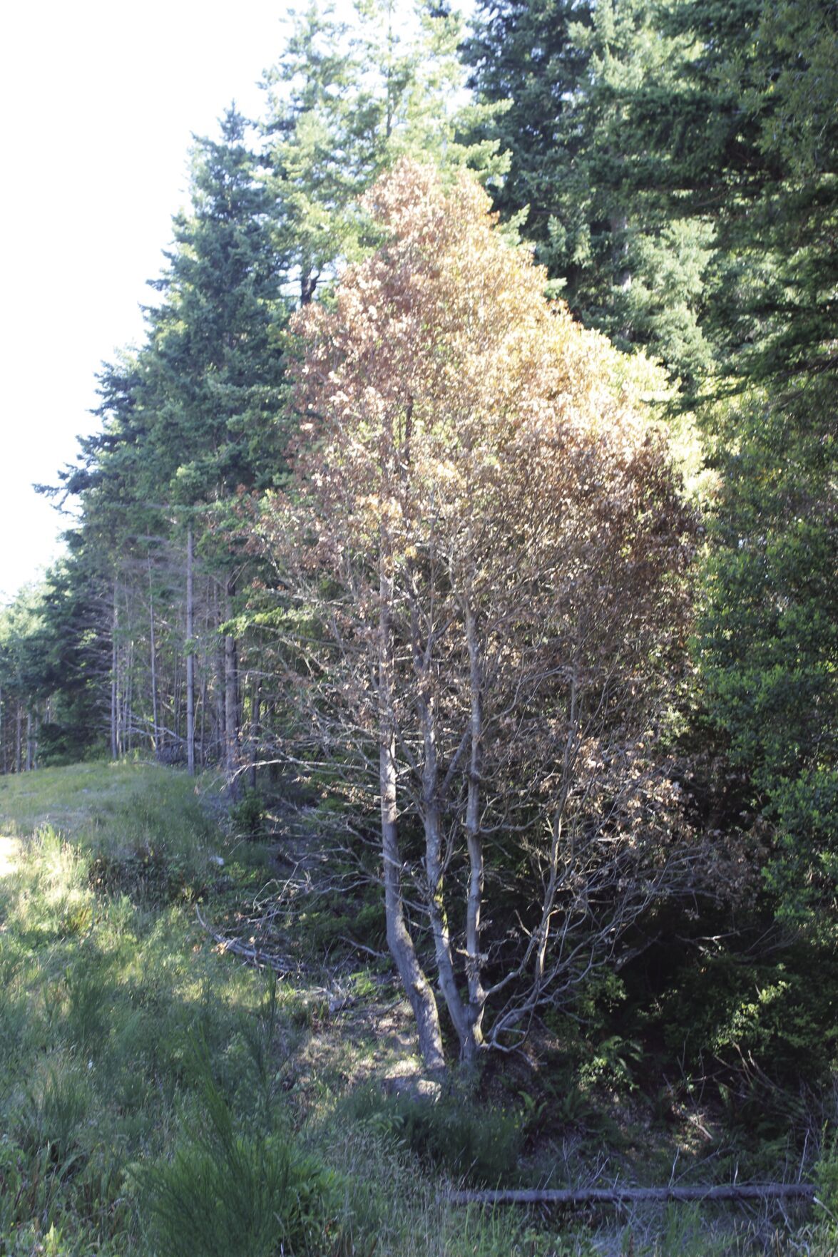Community invited to join sudden oak death webinars