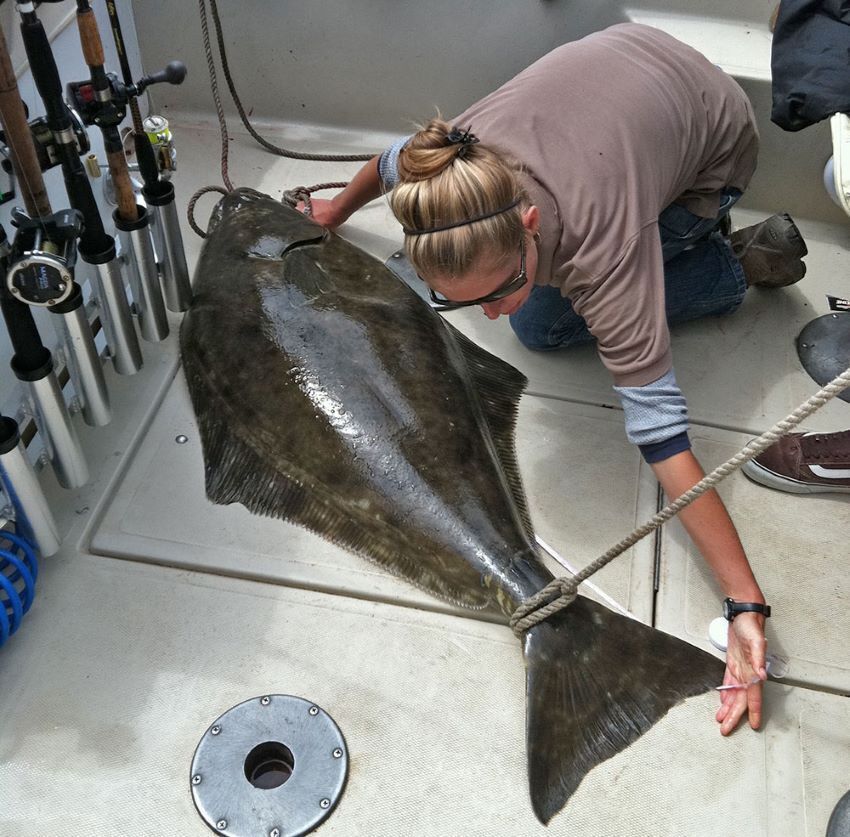 Recreational Pacific Halibut Fishery to close August 4 at 11:59 p.m.