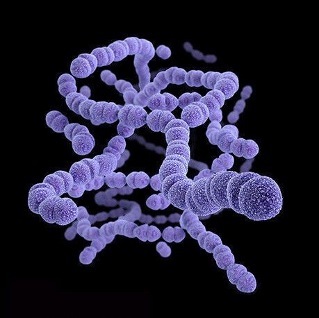 For cancer patients on immunotherapy, harmful gut bacteria might matter more than helpful ones