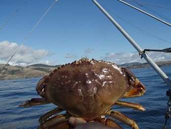 California's Commercial Dungeness Crab season Is delayed