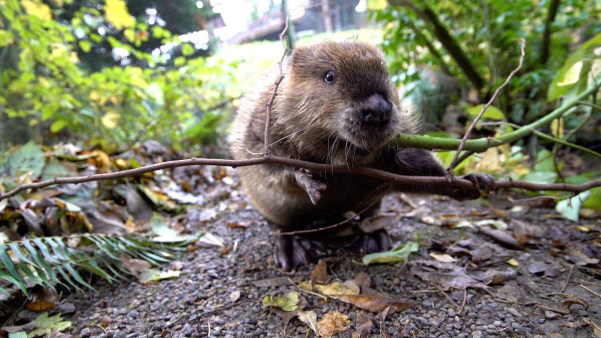 'Stumptown Fil' predicts 6 more weeks of winter (with video)