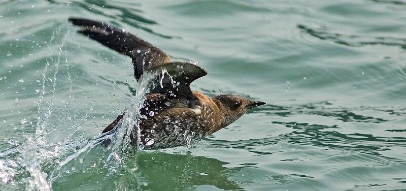 Warming ocean, old-forest loss put a squeeze on an elusive seabird, the marbled murrelet