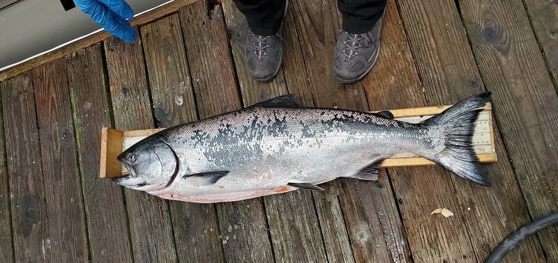PFMC recommends repeat Ccosure for California’s 2024 ocean salmon fisheries