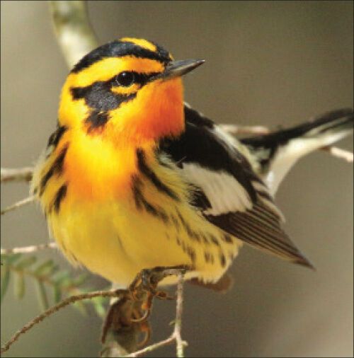 Bird populations in eastern Canada declining due to forest ‘degradation,’ research shows