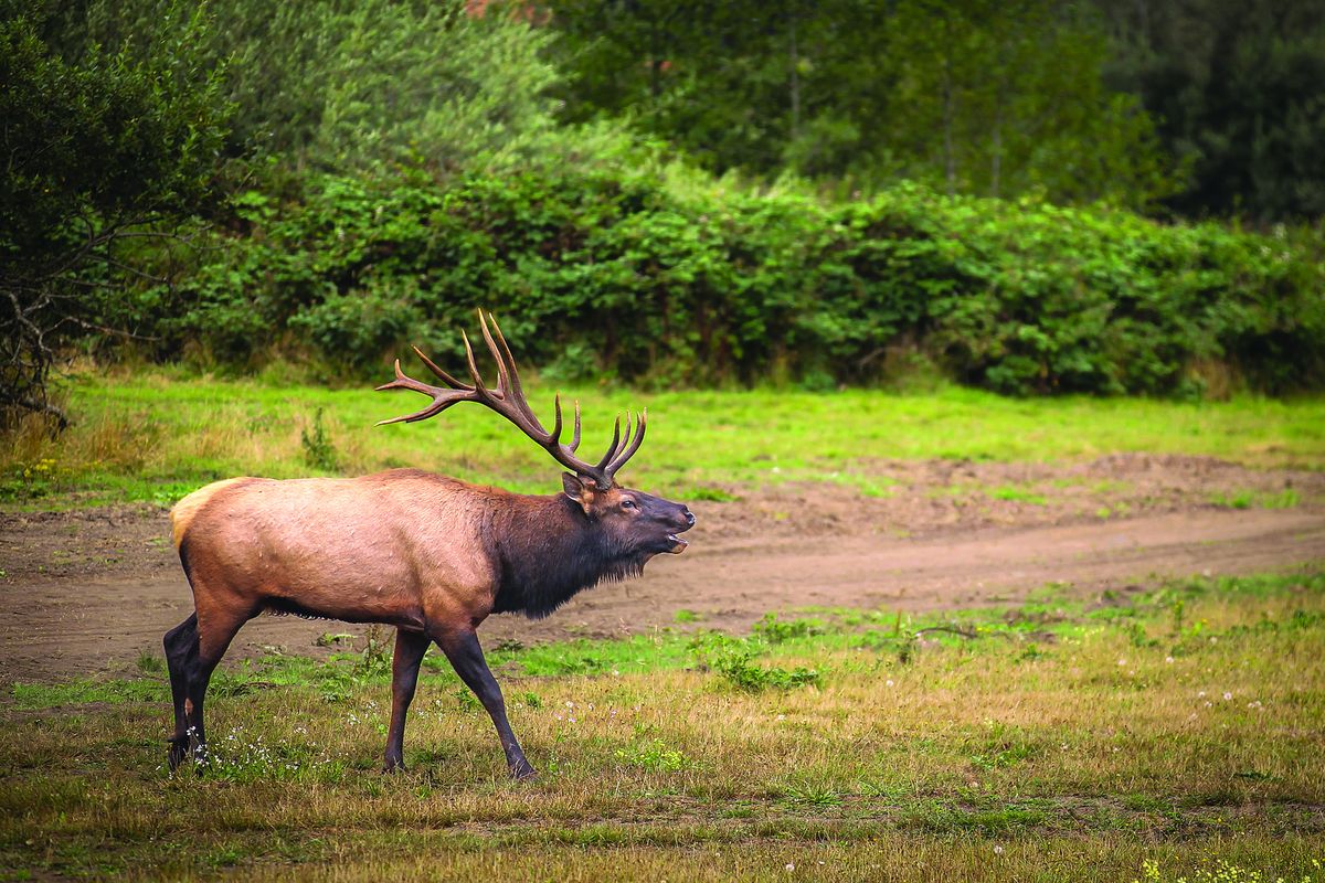 Elk Valley Rancheria receives grant for elk viewing