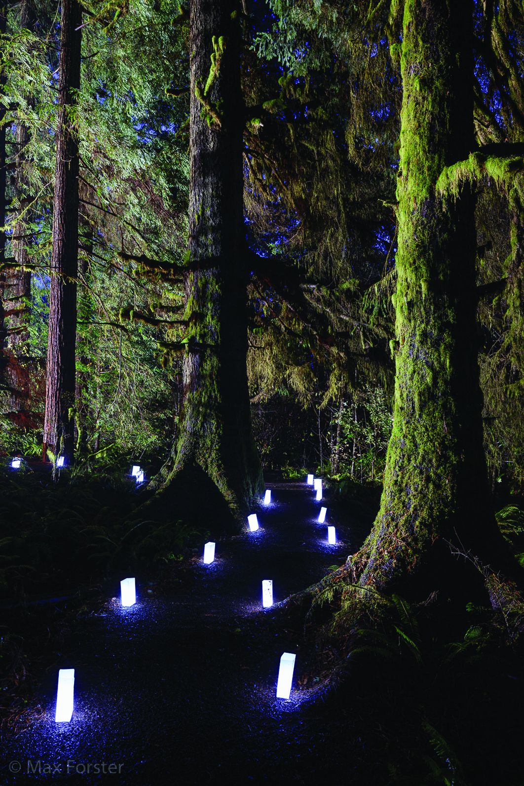 34th Candlelight Walk through Redwoods scheduled