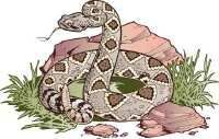 CDFW offers tips for hikers to avoid rattlesnakes