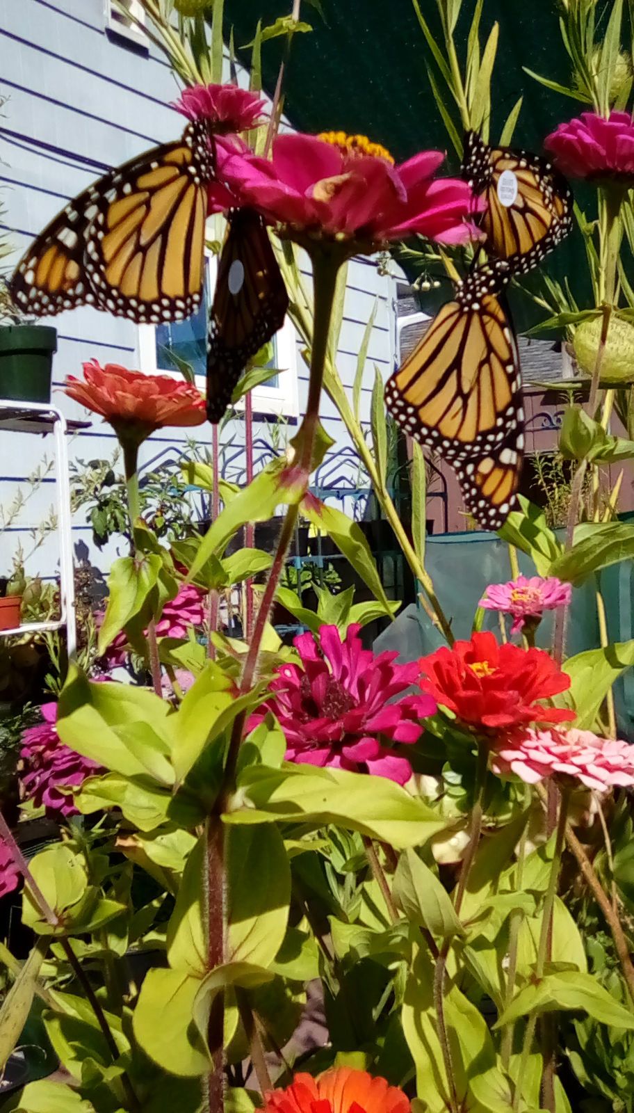 Brookings Butterflies Going the Distance