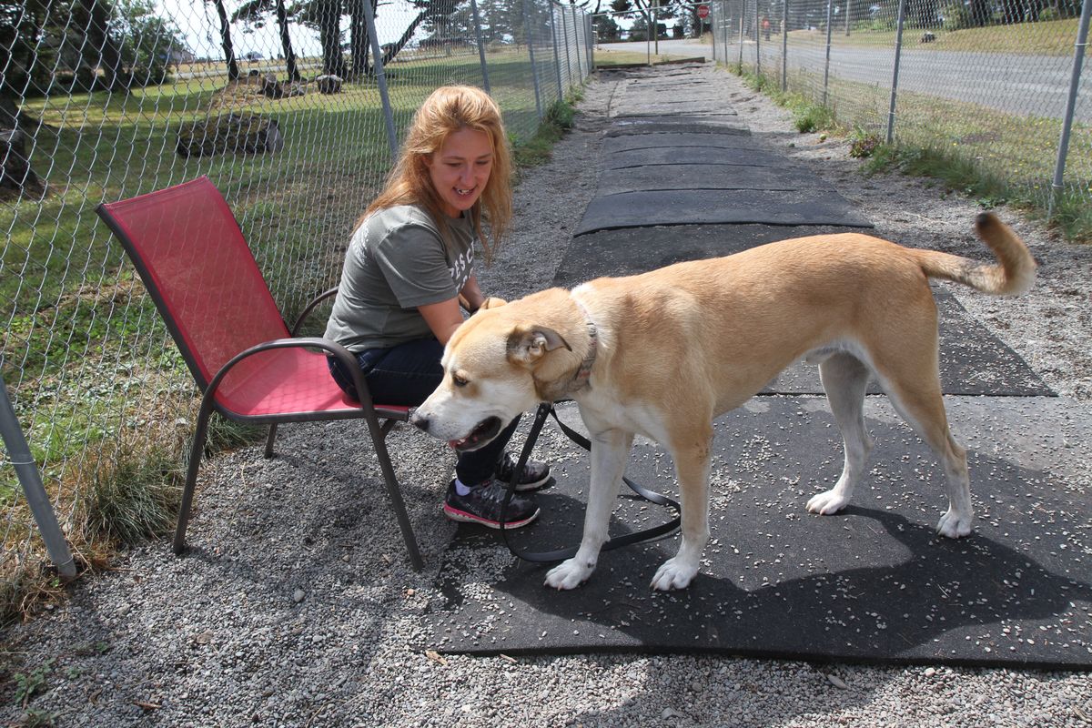 WANTED: Families for felines and canines