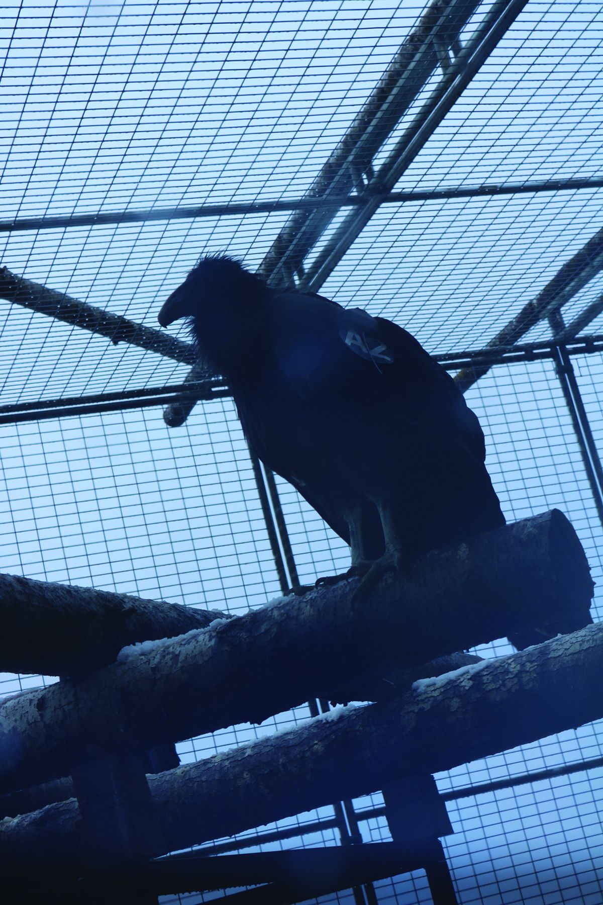 Condors will soon fly over Northern California’s iconic redwoods for the first time in more than a century
