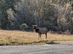 Roosevelt elk collaring effort seeks to reduce conflicts along North Coast