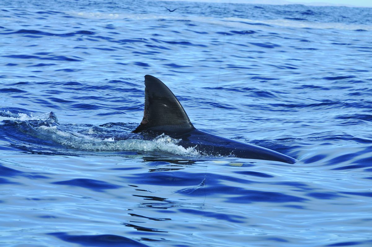 White shark population is small but healthy off the coast of Central California, study finds