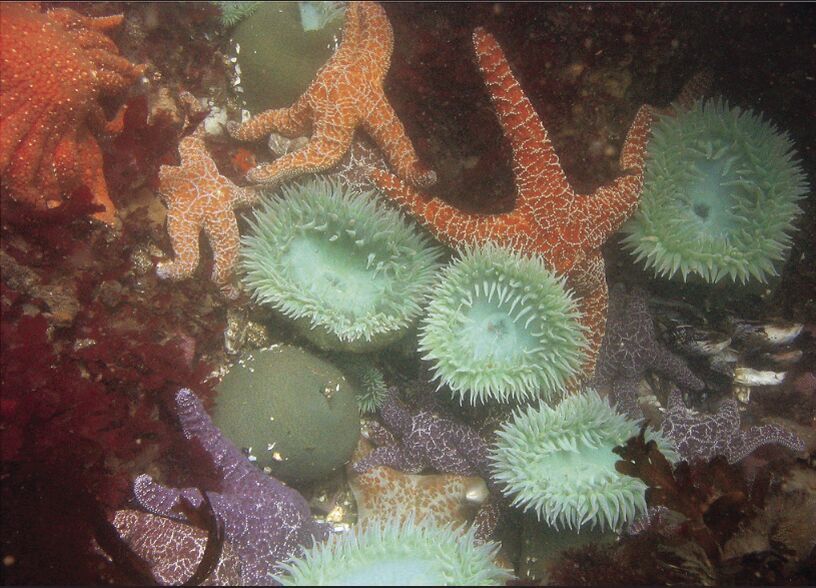Can the ocean adapt to rising temperatures?