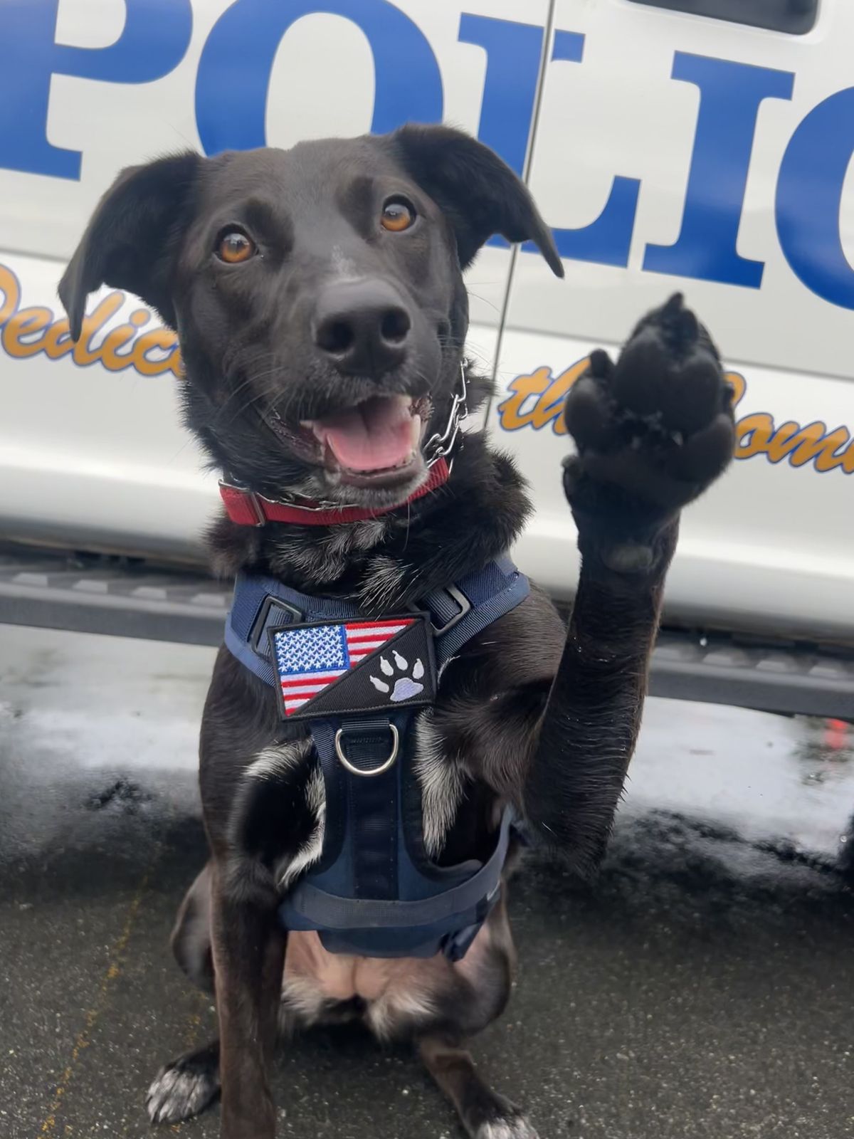 K9 Juno Struck and Injured by Hit and Run Driver, Needs Surgery