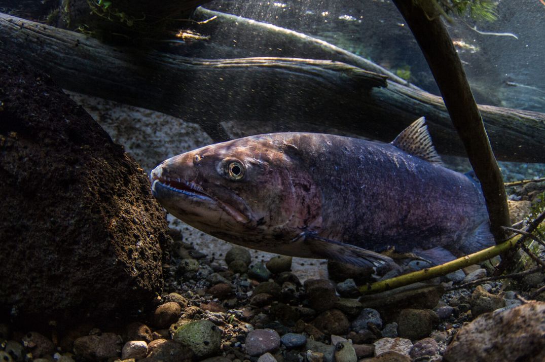 Climate change coupled with migration of non-native species pose threat to Northwest fish