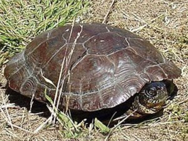 U.S. Fish and Wildlife Service proposes federal protections for both species of western pond turtle