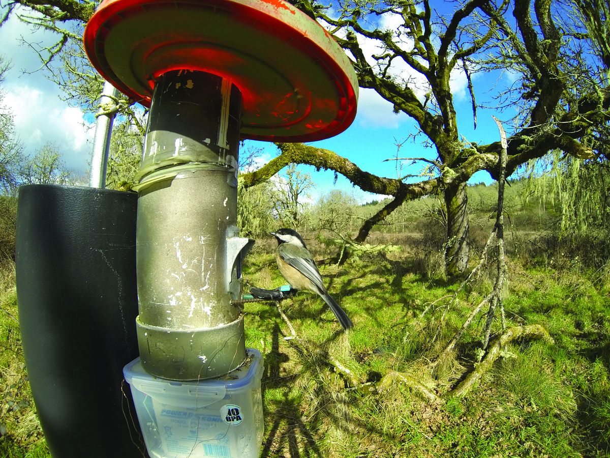 Don’t worry, birds won’t become dependent on you feeding them, OSU study suggests