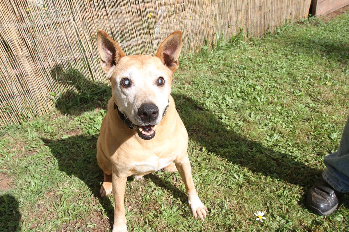 Pet owner sets up Go Fund Me for ailing dog
