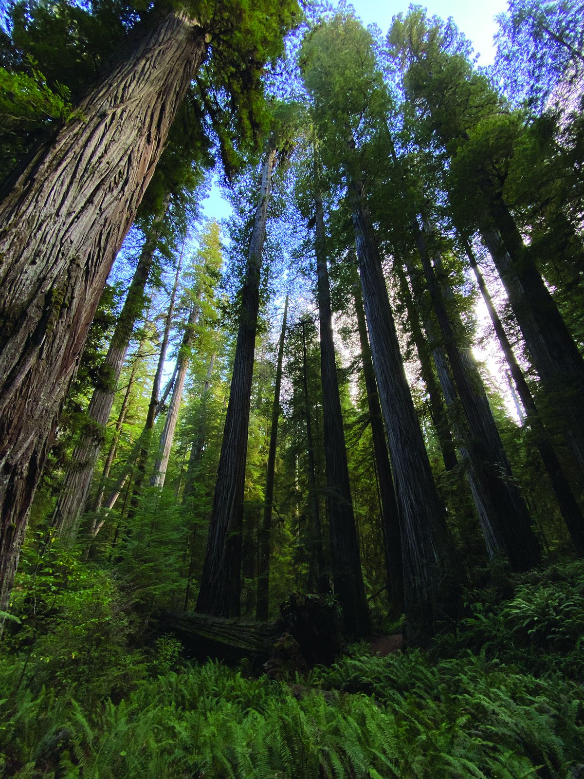 Redwood National & State Parks announces 2024 Artist-in-Residence call for entries