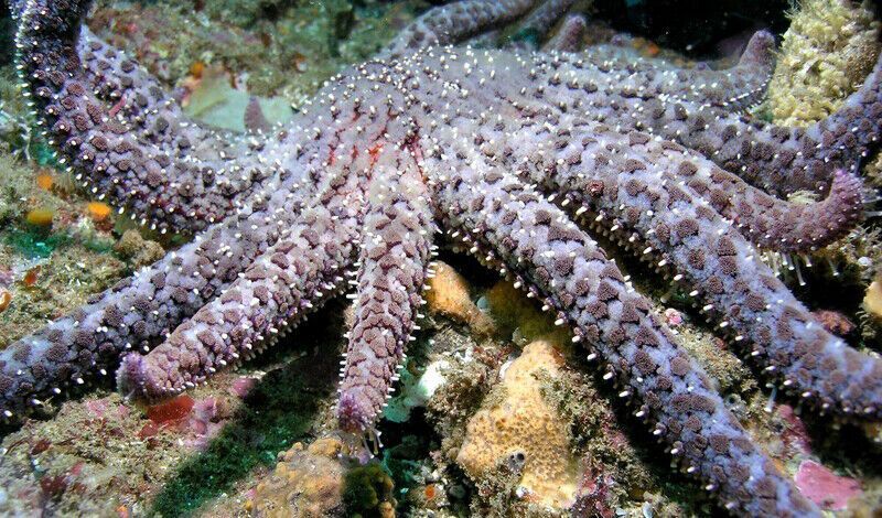 Sunflower Sea Star one step closer to Endangered Species Act Protection