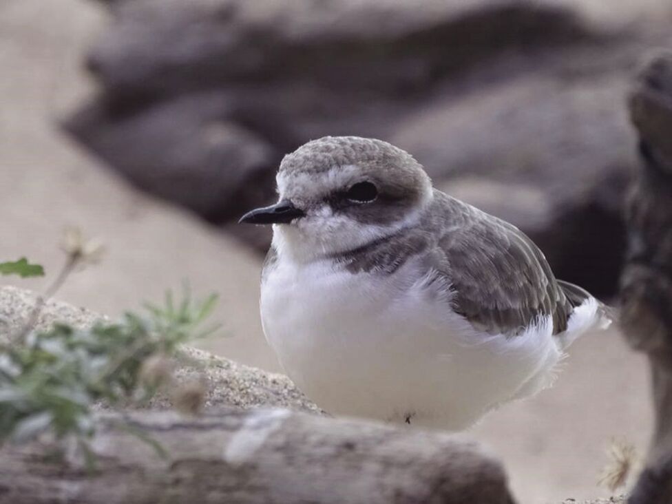 Sharing the beach with Western Snowy Plovers