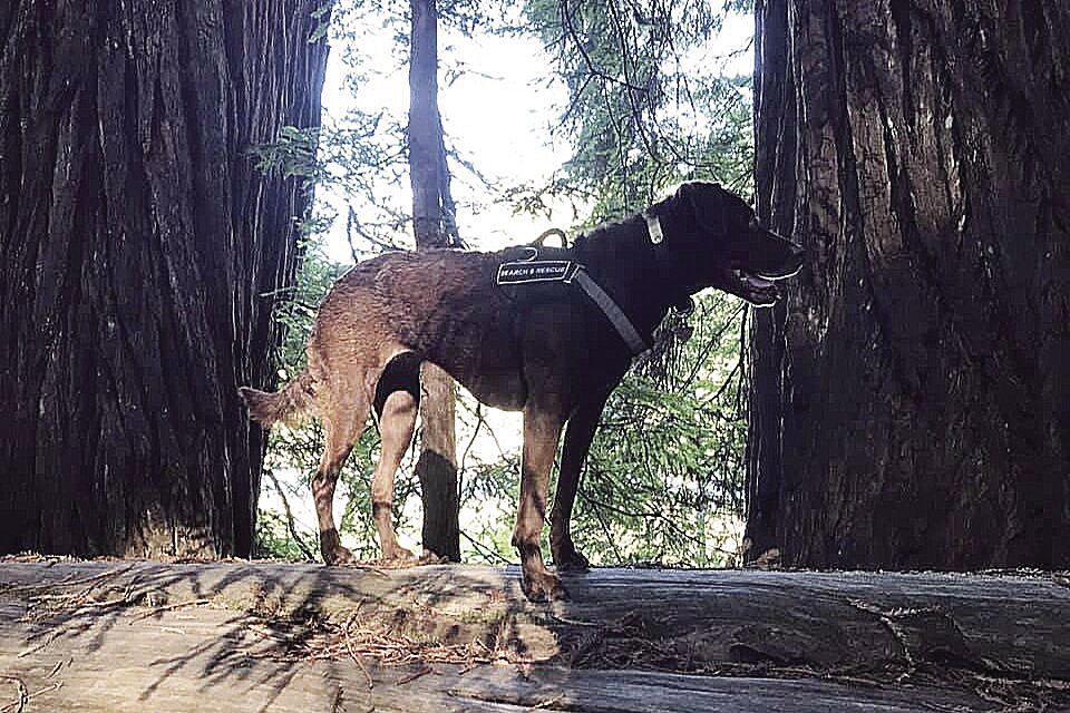 Zelda the fire dog recovers from surgery