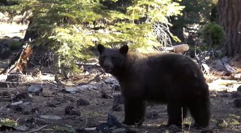 Don’t Feed the Bears, Please!