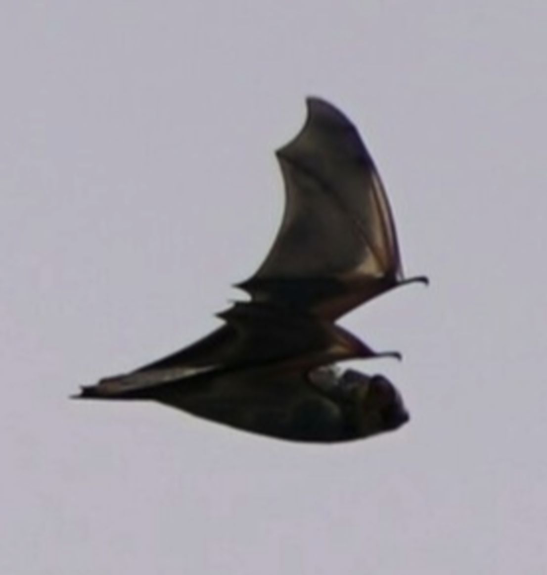 Oregon State University researchers are first to see at-risk bat flying over open ocean