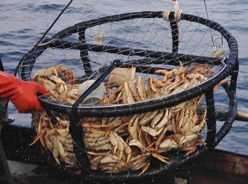 CDFW Announces a Statewide Fleet Advisory for the Commercial Dungeness Crab Fishery