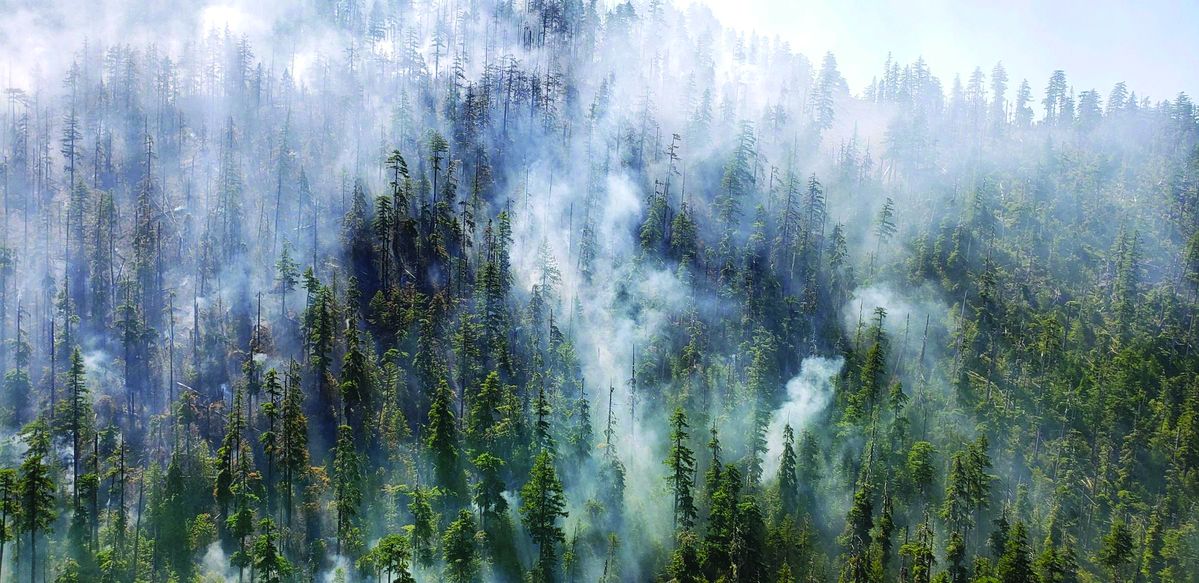 Roadless forests see more blazes and greater severity, but fire resilience is the result