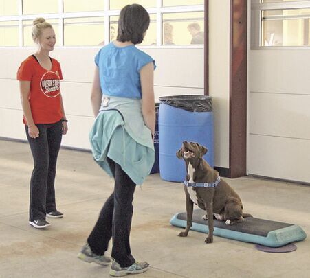 Going to the dogs: Program increases physical activity among kids with disabilities