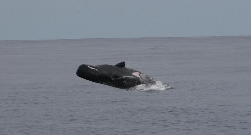 In the Ocean: How sperm whales communicate